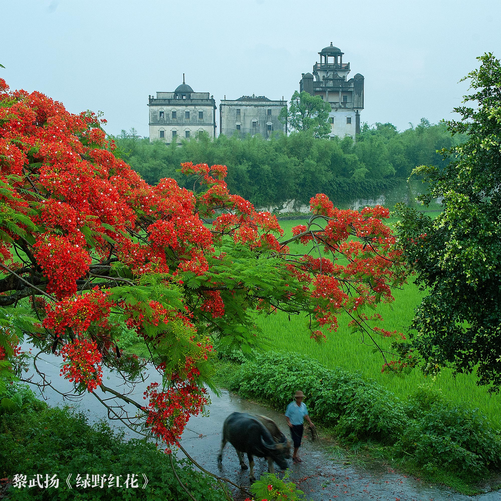 2、黎武揚(yáng)-綠野紅花（二等獎）0.jpg