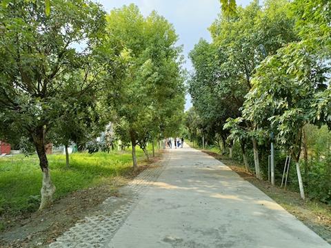 紅嶺村村道寬闊整潔，綠樹成蔭.jpg
