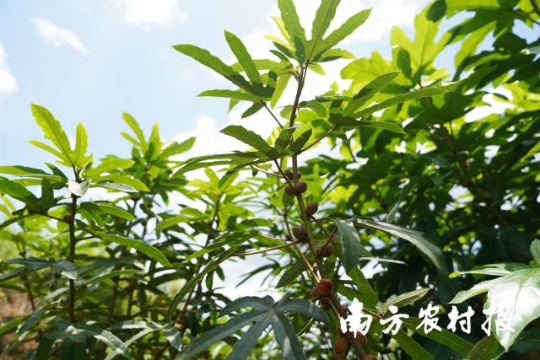 廣東河源，五指毛桃成致富“金手指”。