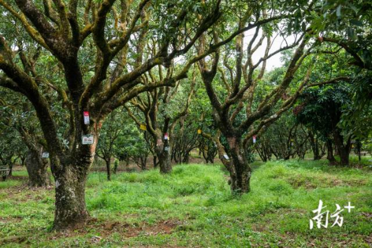 高州根子鎮(zhèn)古荔園，古樹參天，年年碩果累累
