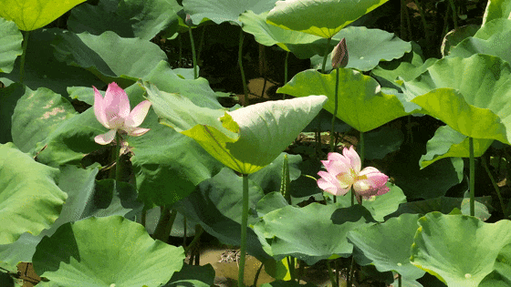 1并蒂蓮[00-00-00--00-00-06].gif