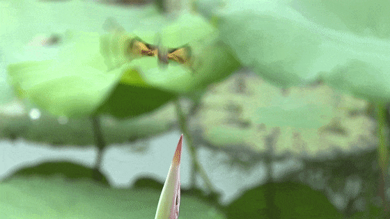 ag+4320[00-00-03--00-00-08].gif